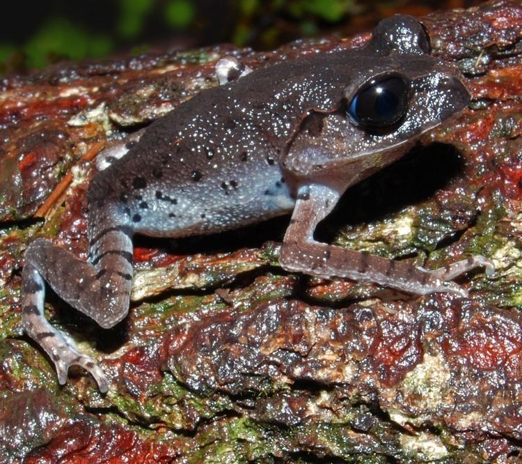 Eastern spadefoot toad httpsuploadwikimediaorgwikipediacommons22