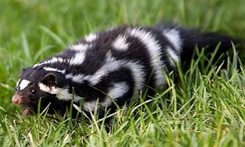 Eastern spotted skunk Eastern Spotted Skunk Small Agile Stinker Animal Pictures and