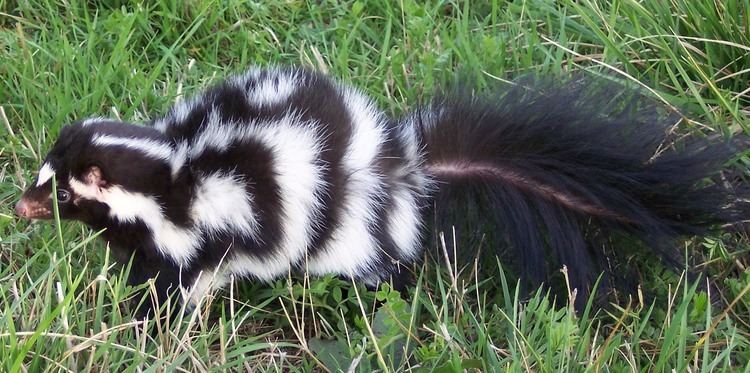 Eastern spotted skunk Searching for the Eastern Spotted Skunk Outdoor Alabama