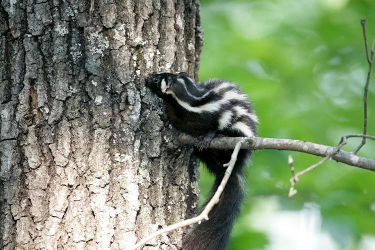 Eastern spotted skunk Eastern Spotted Skunk MDC Discover Nature