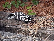 Eastern spotted skunk httpsuploadwikimediaorgwikipediacommonsthu