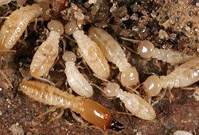Eastern subterranean termite Eastern Subterranean Termite Northeastern IPM Center