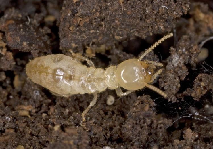 Eastern subterranean termite Eastern Subterranean Termite