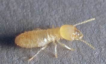 Eastern subterranean termite Eastern Subterranean Termite Nashville TN Honorguard Pest