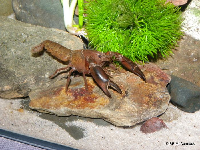 Eastern swamp crayfish wwwaabiocomaunewwpcontentuploads201404Wa