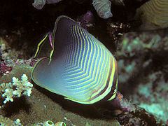 Eastern triangle butterflyfish httpsuploadwikimediaorgwikipediacommonsthu