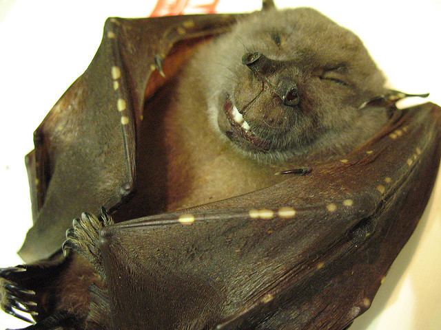 Eastern tube-nosed bat Common Tubenosed Fruit Bat JungleKeyin Image