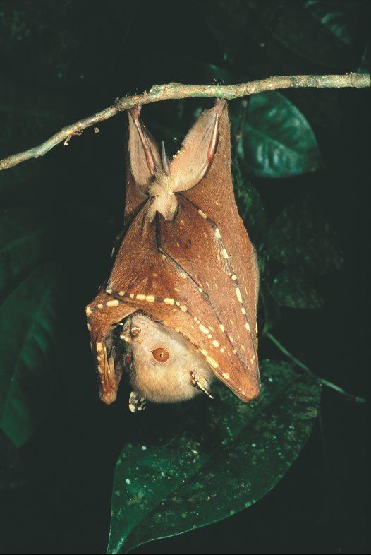 Eastern tube-nosed bat httpsaustralianmuseumnetauUploadsImages596