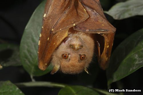 Eastern tube-nosed bat Nictimene robinsoni Eastern Tubenosed Bat Mark Sanders Flickr