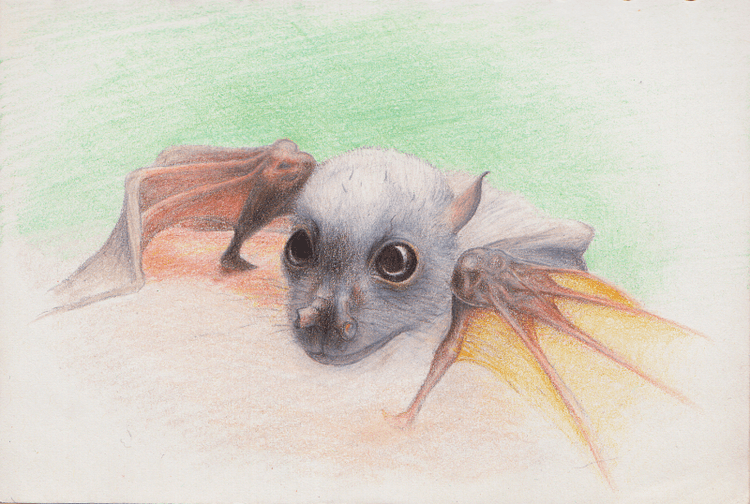 Eastern tube-nosed bat Obi the baby Eastern TubeNosed bat by shanskala on DeviantArt