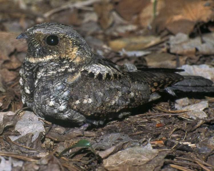 Eastern whip-poor-will Eastern Whippoorwill Audubon Field Guide
