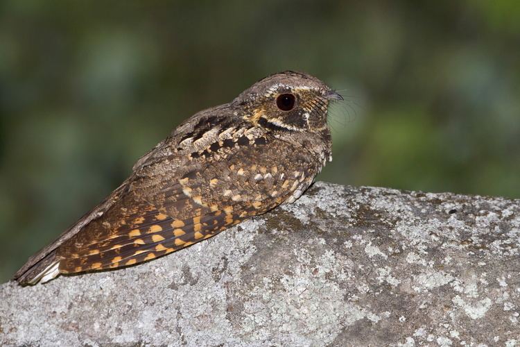 Eastern whip-poor-will Eastern Whippoorwill The Audubon Birds amp Climate Change Report