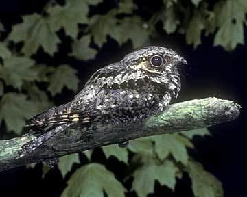 Eastern whip-poor-will Eastern Whippoorwill Bird Call Genius
