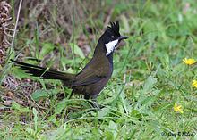 Eastern whipbird httpsuploadwikimediaorgwikipediacommonsthu