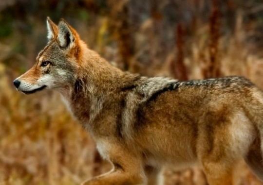 Eastern wolf Eastern Wolf Facts Distribution Habitat Diet Pictures