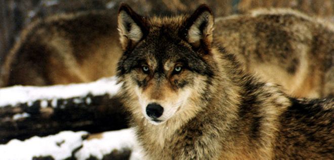 Eastern wolf Eastern Wolves Deemed Separate Species from Gray Wolves