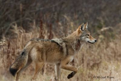 Eastern wolf Species Profile Eastern Wolf Species at Risk Public Registry