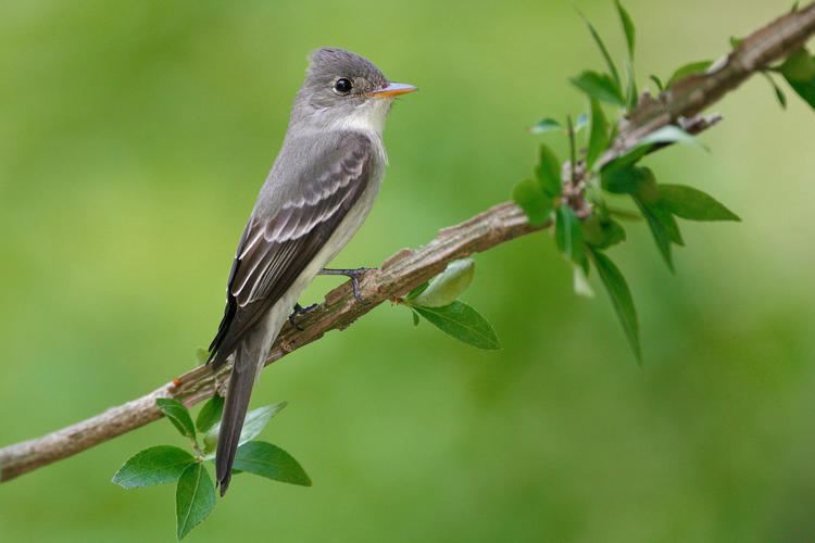 Eastern wood pewee d2fbmjy3x0sduacloudfrontnetsitesdefaultfiles