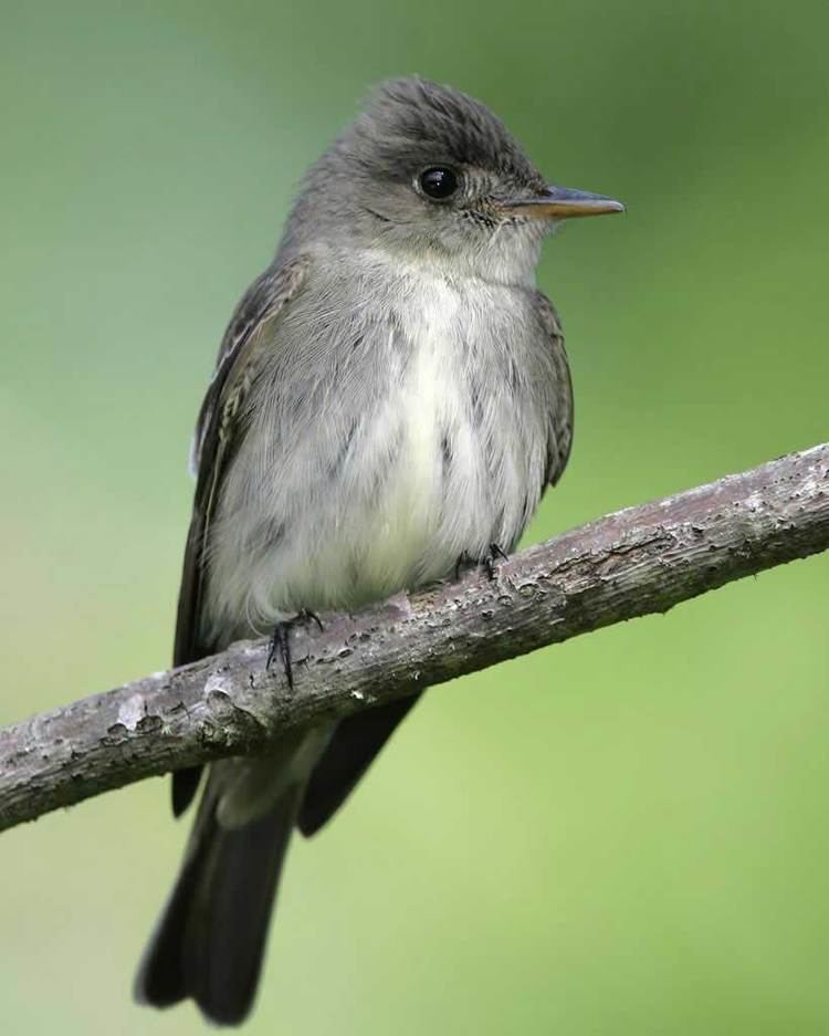 Eastern wood pewee Eastern WoodPewee Audubon Field Guide