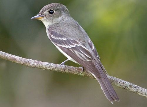 Eastern wood pewee Eastern WoodPewee Identification All About Birds Cornell Lab of