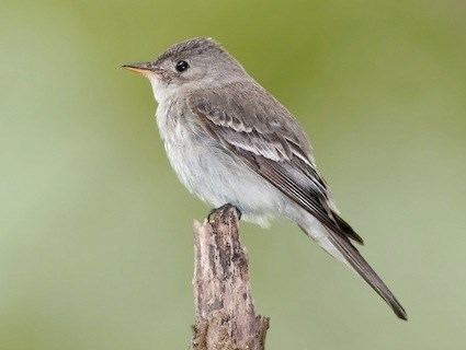 Eastern wood pewee Eastern WoodPewee Identification All About Birds Cornell Lab of