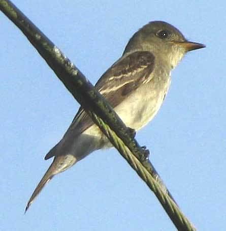 Eastern wood pewee Eastern wood pewee Wikipedia