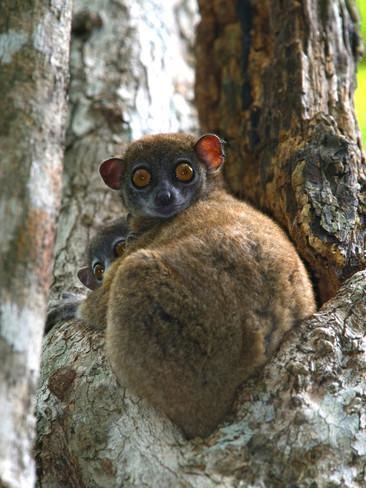 Eastern woolly lemur Eastern Woolly Lemur Avahi Laniger Madagascar Photographic Print