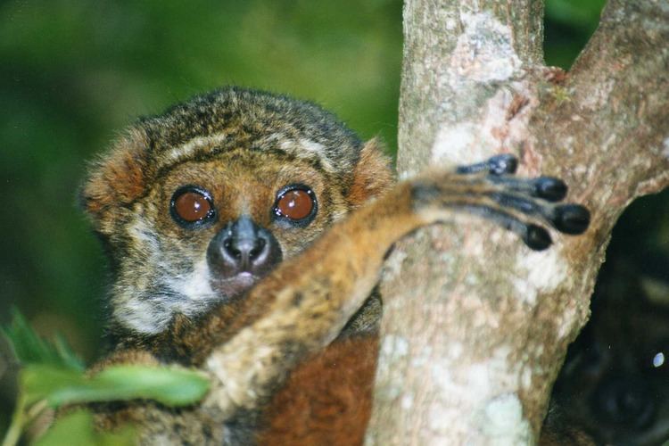 Eastern woolly lemur Avahi laniger Eastern Woolly Lemur Ranomafana National P Flickr