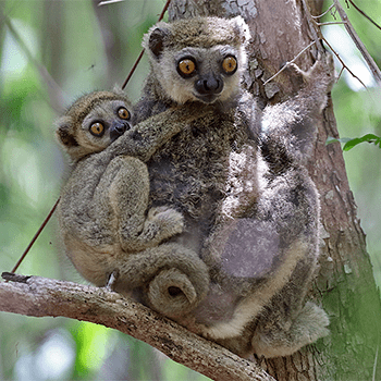 Eastern woolly lemur easternwoollylemurmadagascar2014png 350350 Pixel Primates