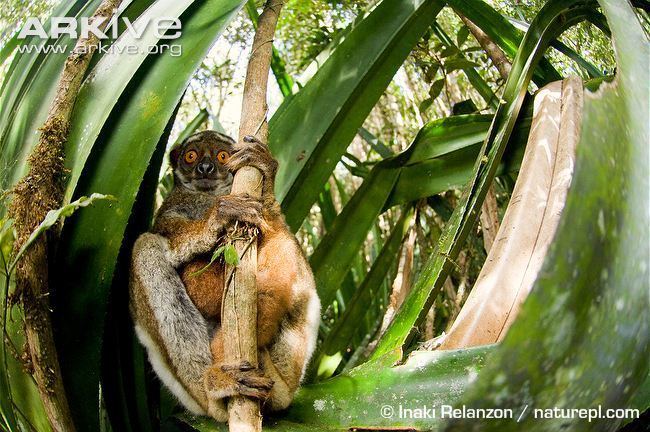 Eastern woolly lemur Eastern woolly lemur videos photos and facts Avahi laniger ARKive