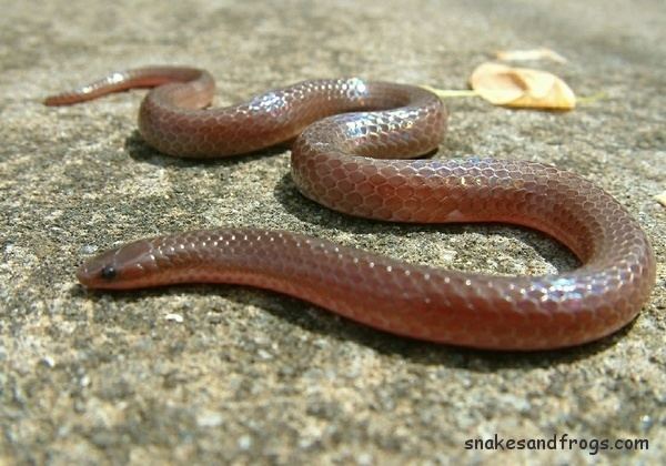 Eastern worm snake Eastern Worm Snake Page