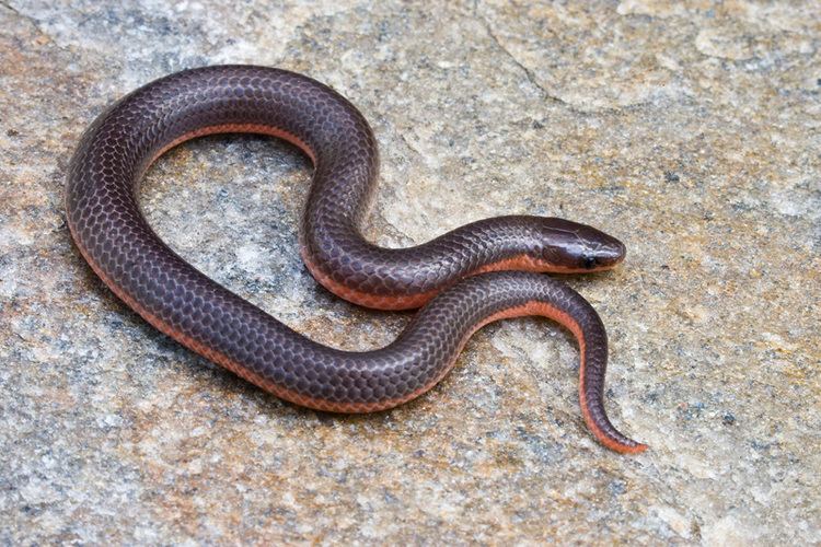 Eastern worm snake Eastern Worm Snake Coiled Up on a Rock Virginia Chris Kayler