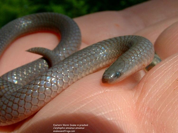 Eastern worm snake wwwneoperceptionscomsnakesandfrogscomscrasna