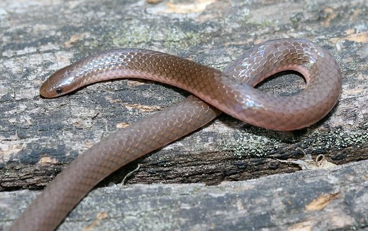 Eastern worm snake Maryland Biodiversity Project Eastern Worm Snake Carphophis amoenus