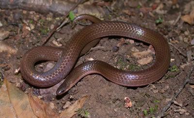 Eastern worm snake Species Profile Worm Snake Carphophis amoenus SREL Herpetology