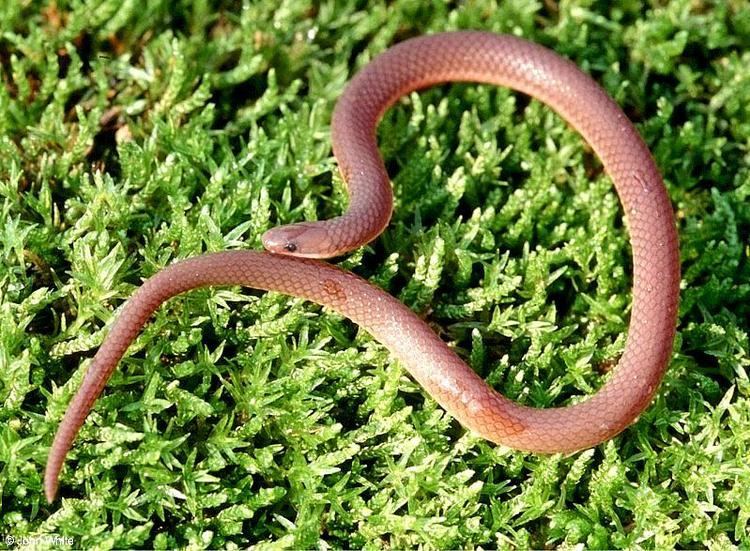 Eastern worm snake Eastern Worm Snake