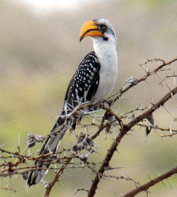 Eastern yellow-billed hornbill Eastern Yellowbilled Hornbill