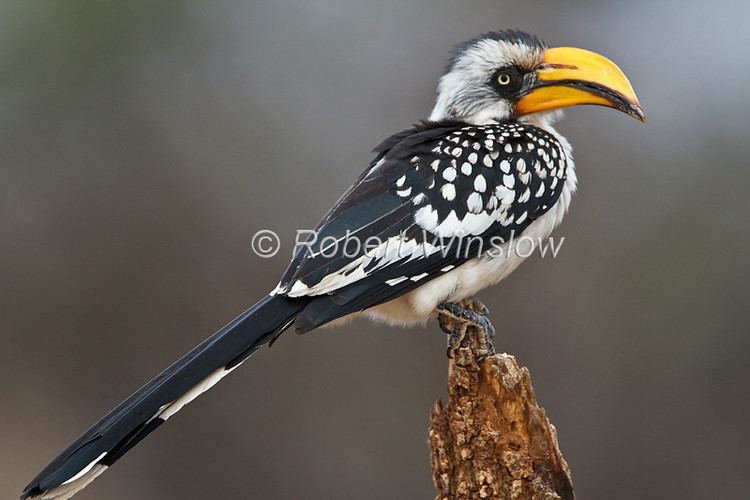 Eastern yellow-billed hornbill Birds of East Africa largest and most popular gallery on the