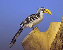 Eastern yellow-billed hornbill httpsuploadwikimediaorgwikipediacommonsthu