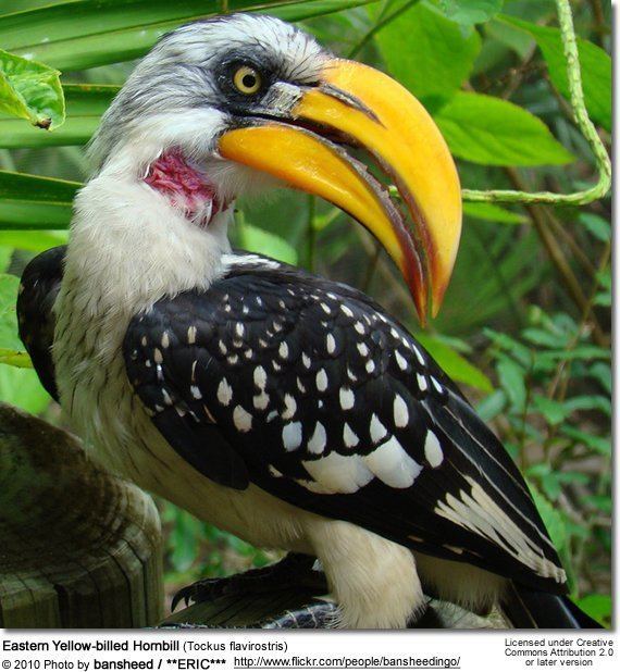 Eastern yellow-billed hornbill Eastern Yellowbilled Hornbills Tockus flavirostris