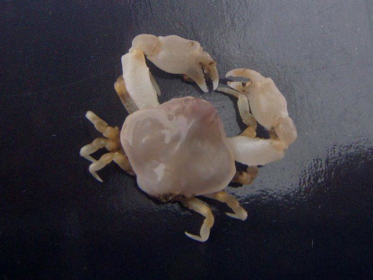 Ebalia MarLIN The Marine Life Information Network Bryer39s nut crab