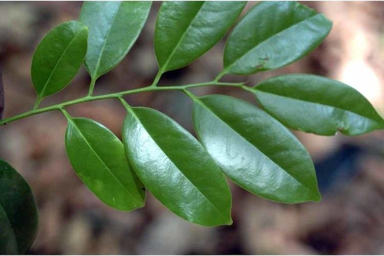 Ebenaceae Diospyros crumenata EBENACEAE