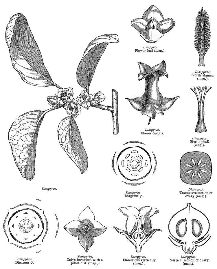 Ebenaceae Angiosperm families Ebenaceae Gurke