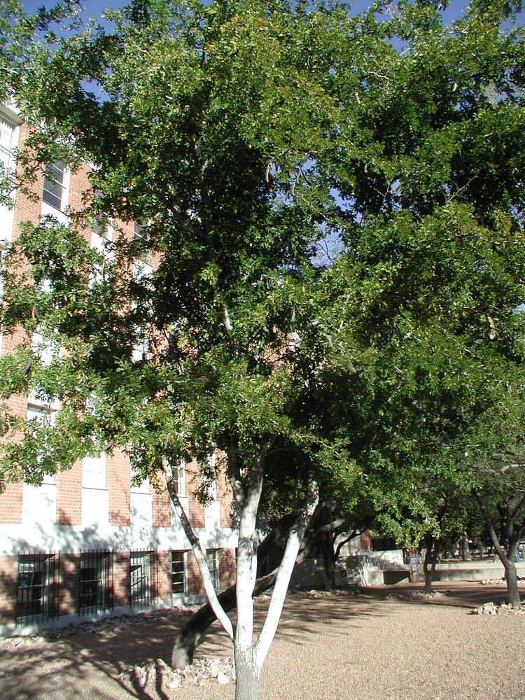 Ebenopsis ebano Find Trees amp Learn University of Arizona Campus Arboretum
