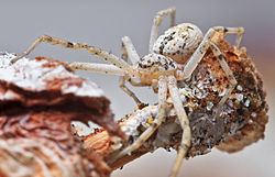 Ebo (spider) httpsuploadwikimediaorgwikipediacommonsthu