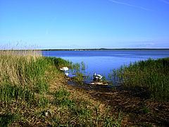 Łebsko Lake httpsuploadwikimediaorgwikipediacommonsthu