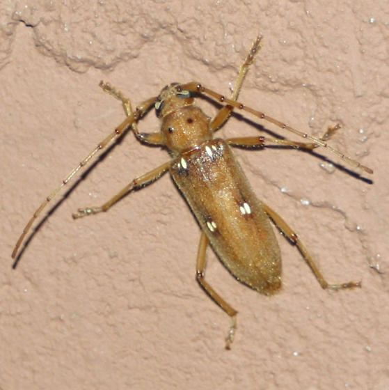 Eburia Ivorymarked Longhorn Beetle Eburia haldemani BugGuideNet