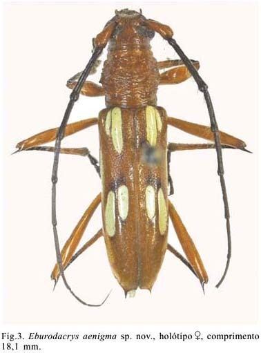 Eburodacrys Notes and descriptions in Eburiini Coleoptera Cerambycidae