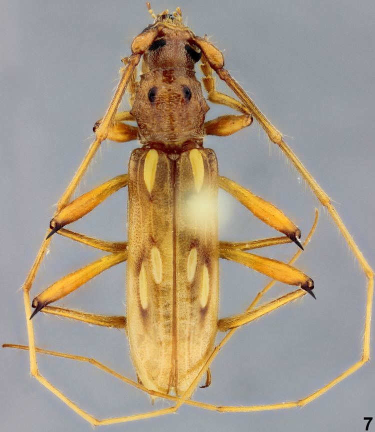 Eburodacrys Genus Eburodacrys White 1853 Cerambycidae