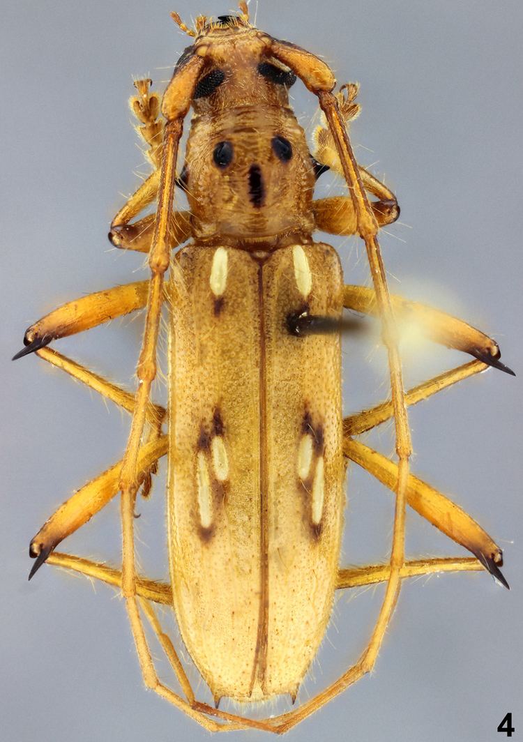 Eburodacrys Eburodacrys wappesi Galileo Martins SantosSilva 2015 Cerambycidae